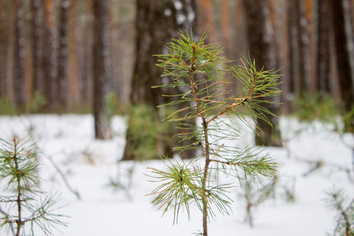 Зимний лес (взято из личного архива)