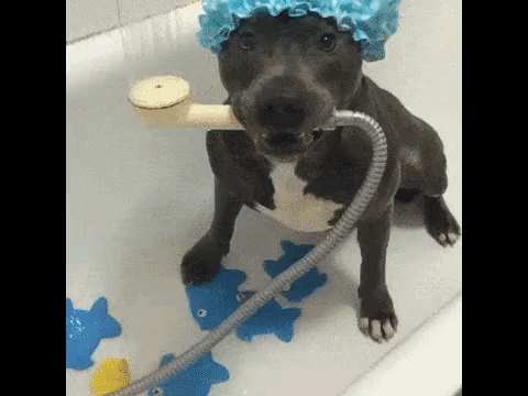 гифка: giphy.com