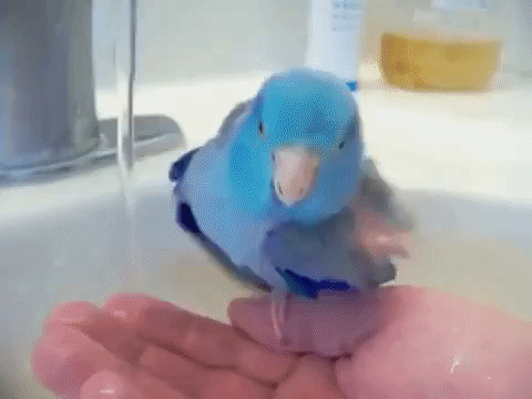 гифка: giphy.com