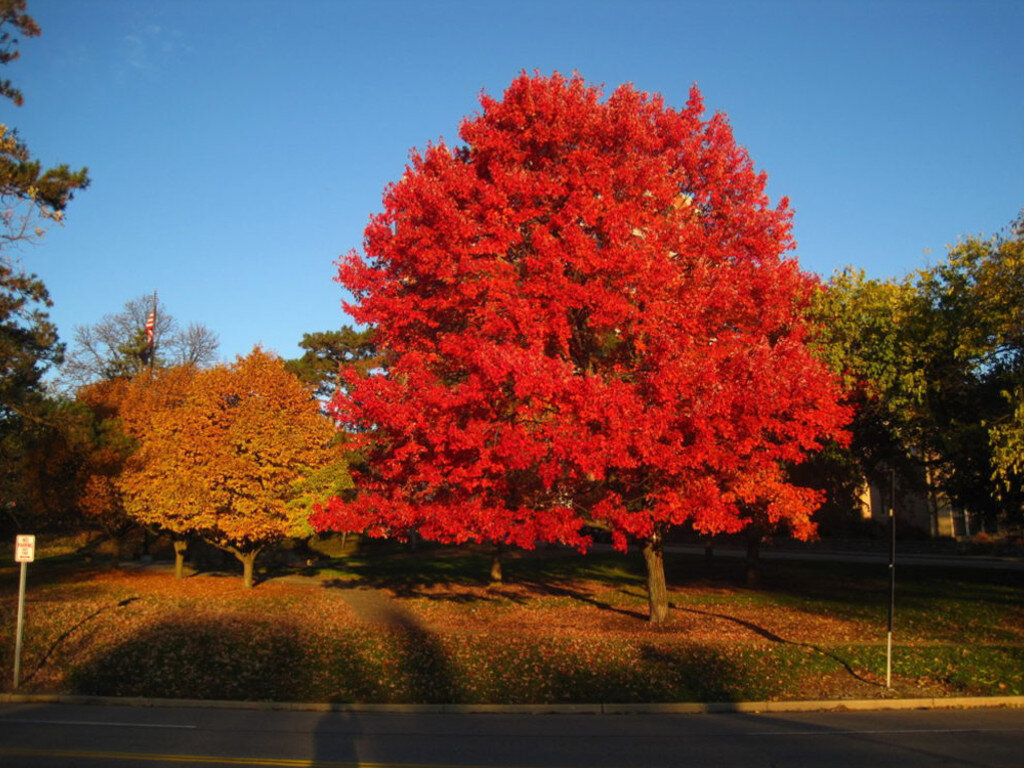 Взрослый экземпляр клена красного