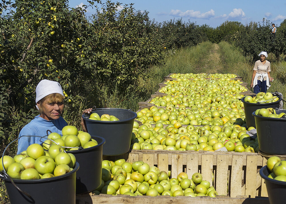 Сортировка сады. Раздельный сбор мусора в детском саду. Сепаратор сад-20. Сортер - морковки. Сортировка сады.