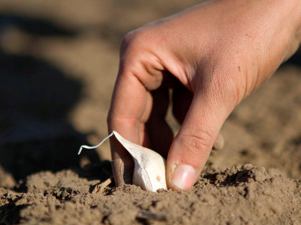 Посадка чеснока в октябре. Когда садить чеснок осенью 2024. Посадка чеснока под зиму. Посадка чеснова назиму. Посадка озимого чеснока осенью.