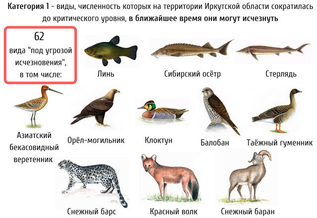 Создание «Красной книги» для урока по окружающему миру