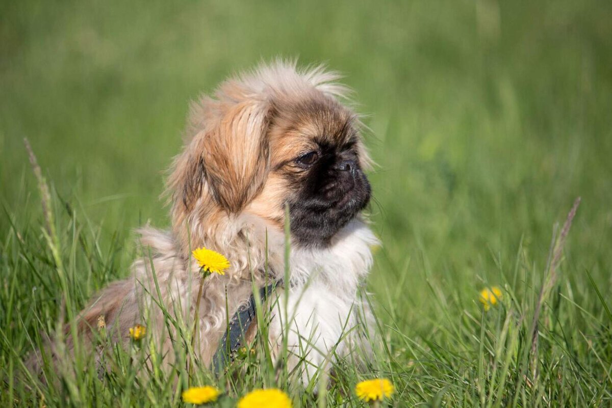 Как правильно чистить зубы собаке 🐶 с какого возраста, как долго и чем