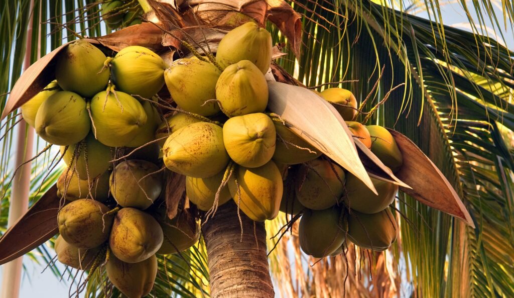 Кокосовая пальма. Источник: krrot.net