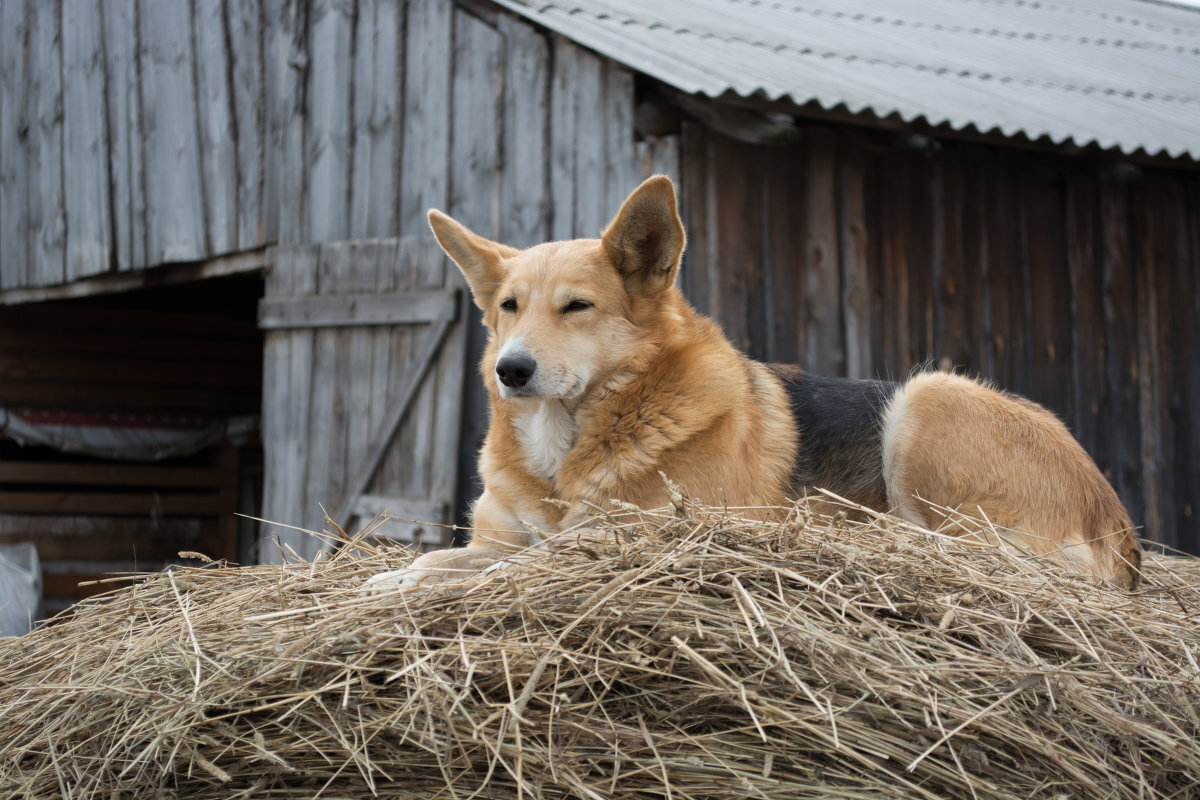 Собака на сене лежит, сама не ест и другим не даёт. 