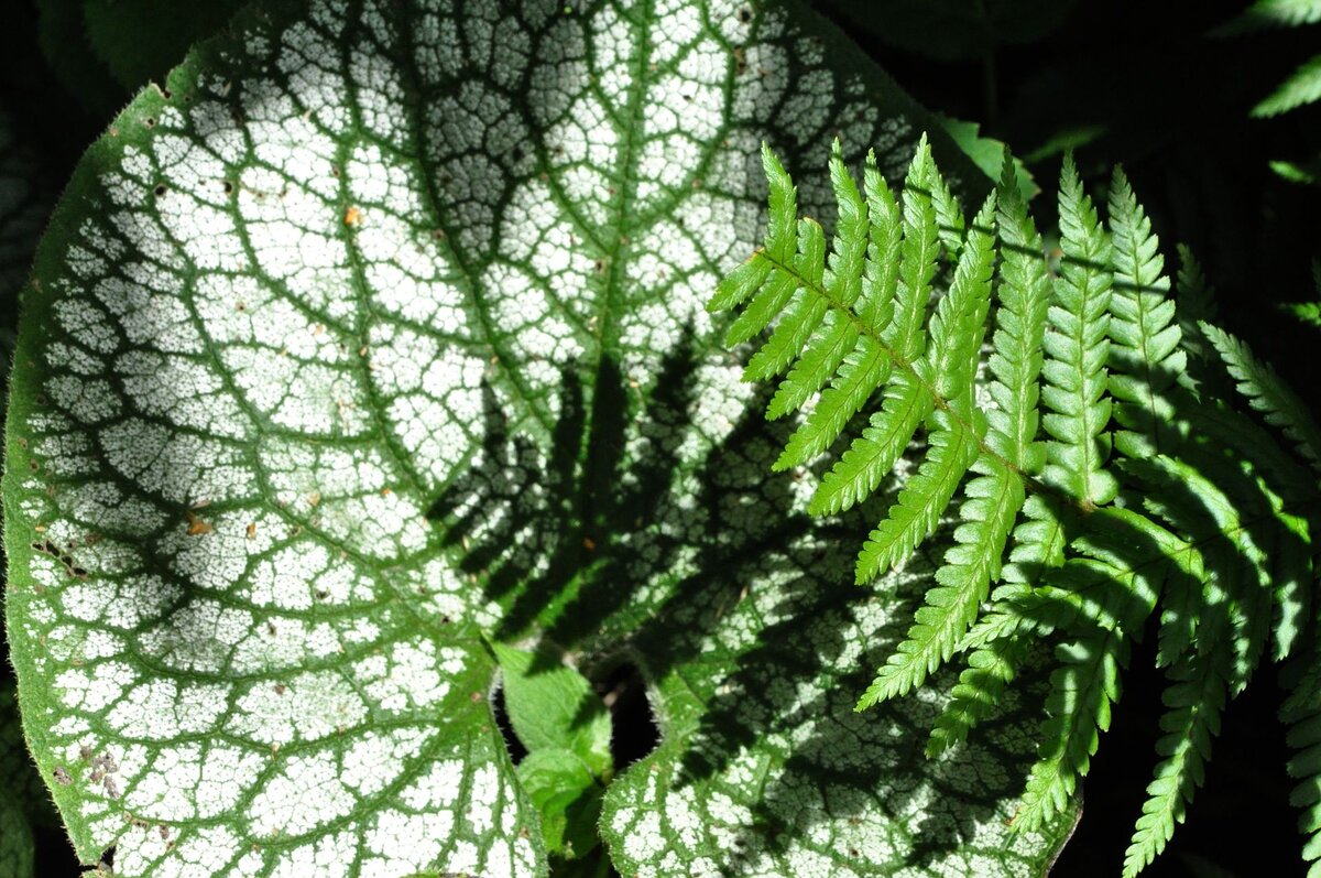 Серебристо-зеленый лист бруннеры