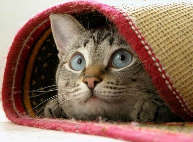 Картинка из Яндекса.Картинок 