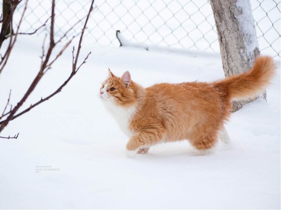 Рыжий кот зимой. Рыжий кот в снегу. Рыжие коты зимой. Рыжий пушистый кот зимой.