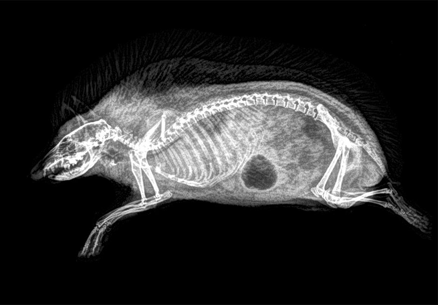 Рентгеновские снимки животных