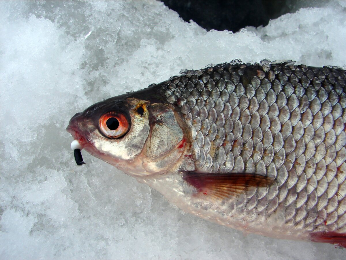 Плотва на мормышку "гвоздешарик"