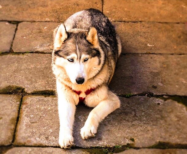 Фотография используется по лицензии CC0 Creative Commons Бесплатно для коммерческого использования Указание авторства не требуется
