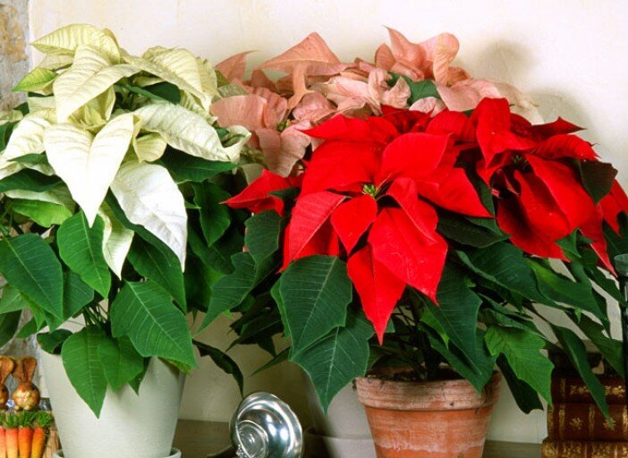 Яркая рождественская звезда дома