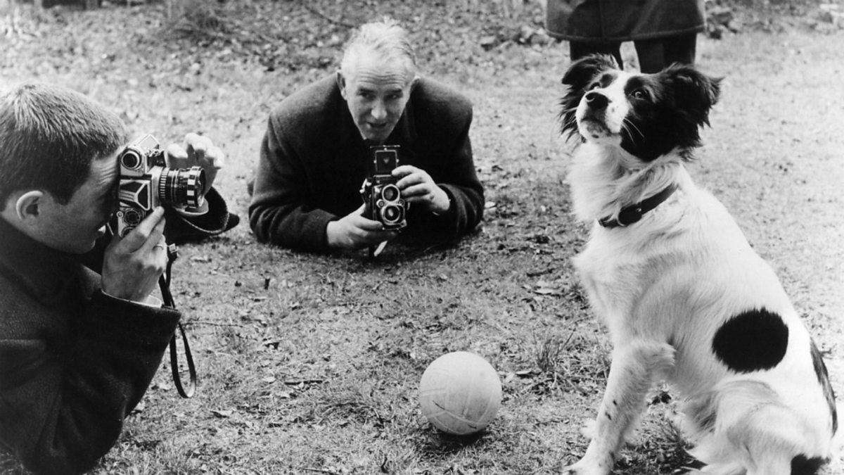 забавные факты в футбол. собака с кубком. шалопай собака. выставки собак призы. пес пиклз нашел кубок.