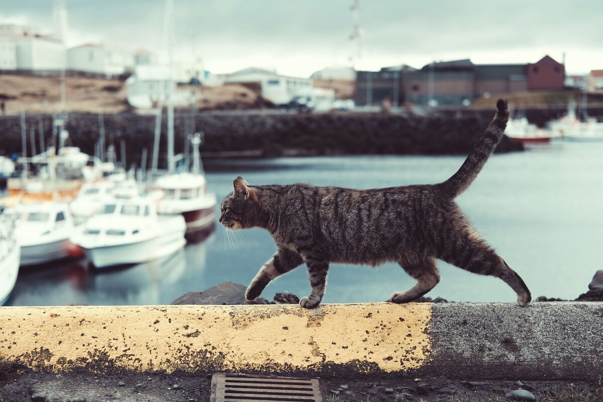 Фото: Timothy Meinberg/Unsplash