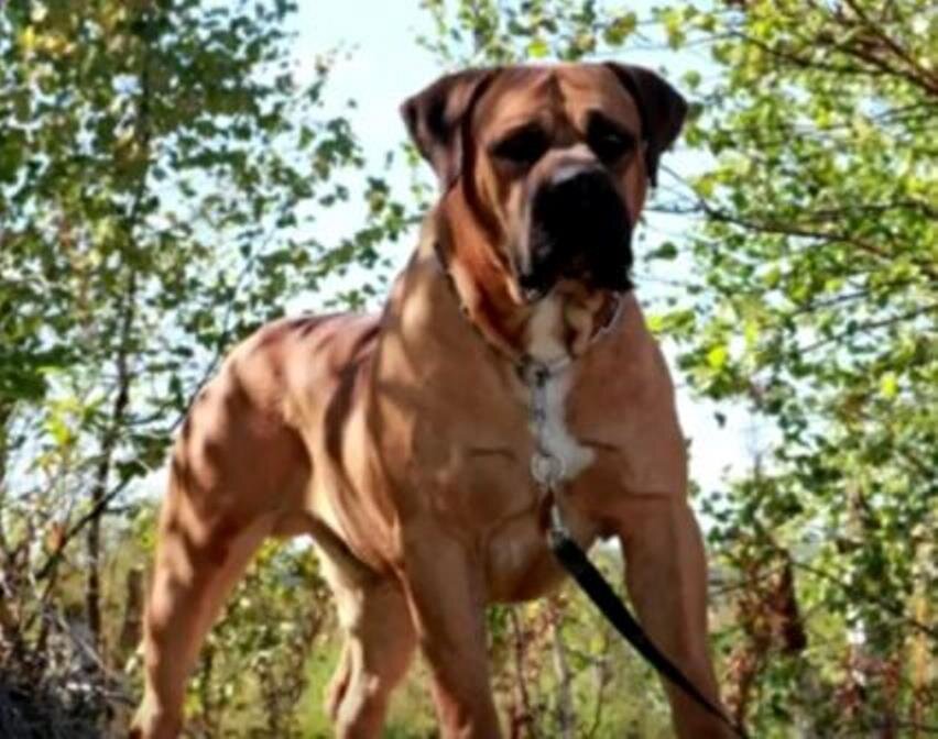 Собака породы Бурбуль