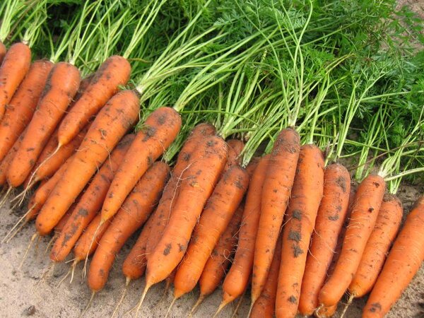 Как и когда удобрять морковь для хорошего урожая