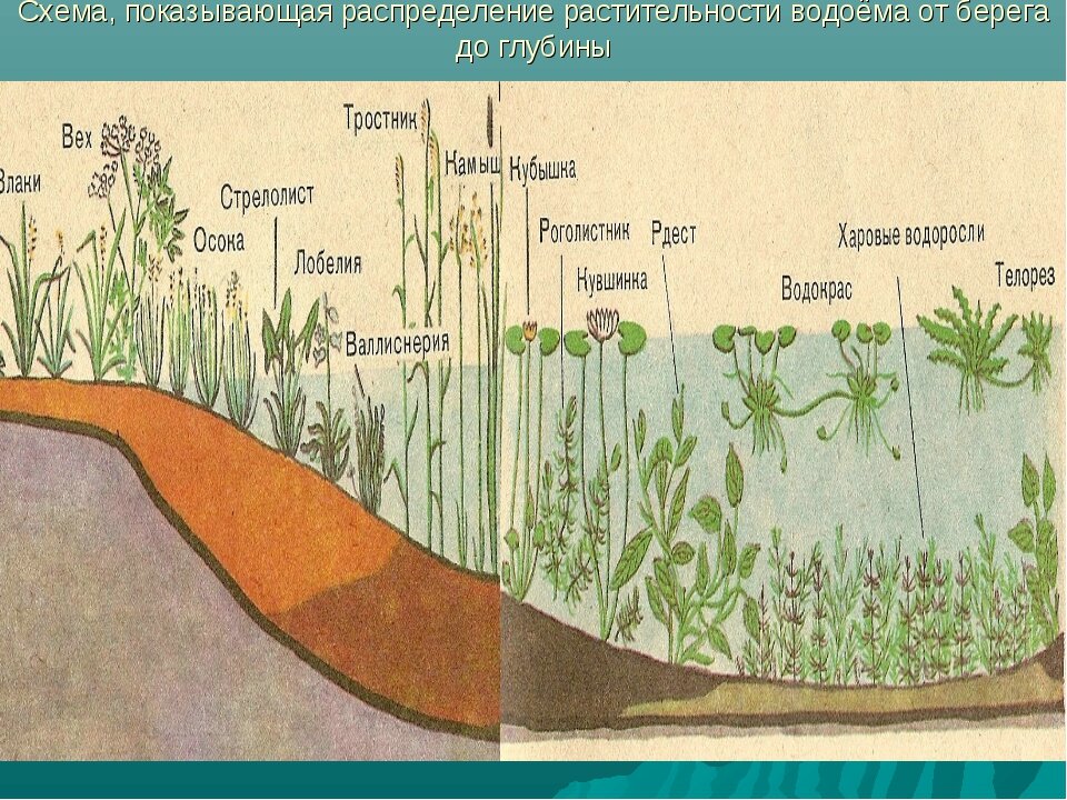 Растительное сообщество озеро. Схема растительности водоема. Глубина для растений в пруду. Глубина прибрежной зоны пруда для растений. Ярусы растений в водоеме.