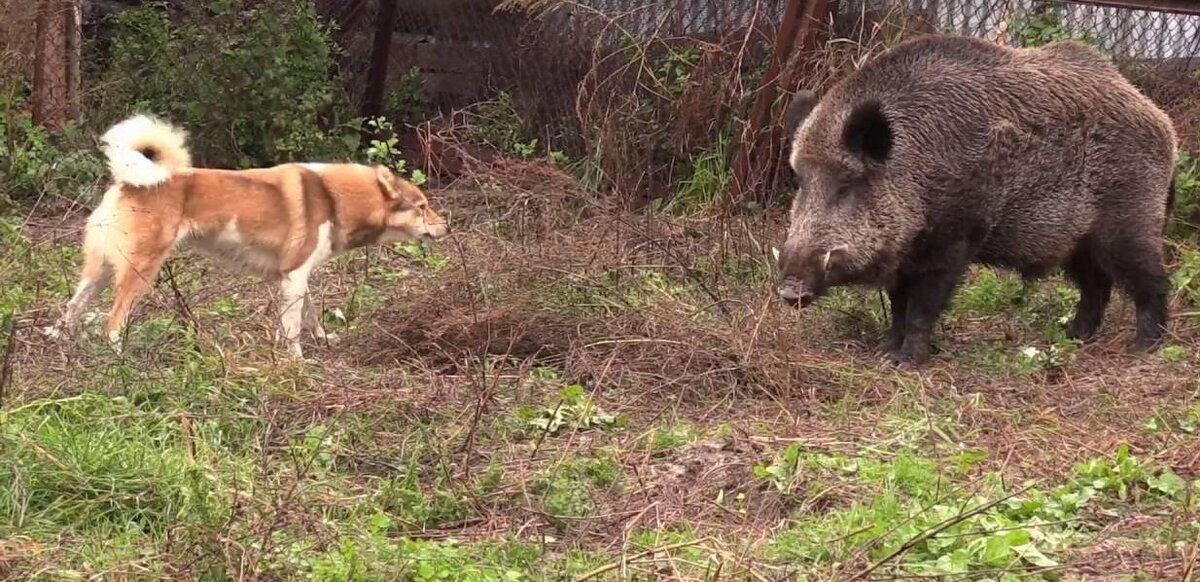Животные используют способы передачи информации только тогда, когда возникает определенная эмоциональная ситуация