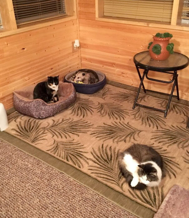3 "кота"