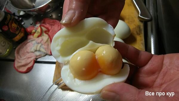 Как использовать желтки из куриц