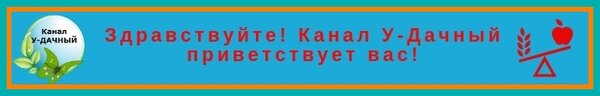 Как вырастить много ароматного и пышного укропа (секреты огородника со стажем)