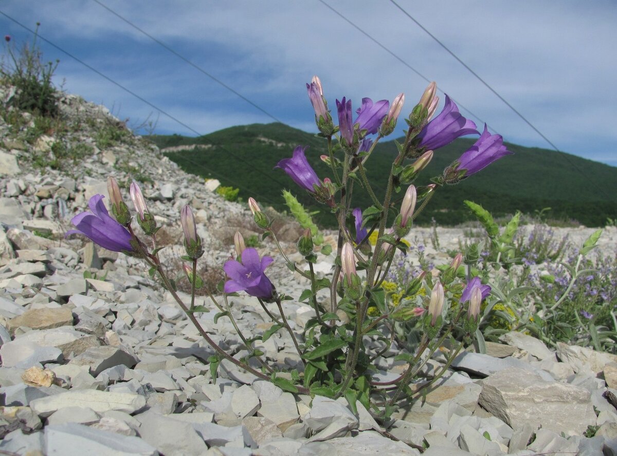 24 Campanula komarovii