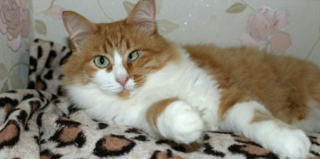 Взгляд кошки