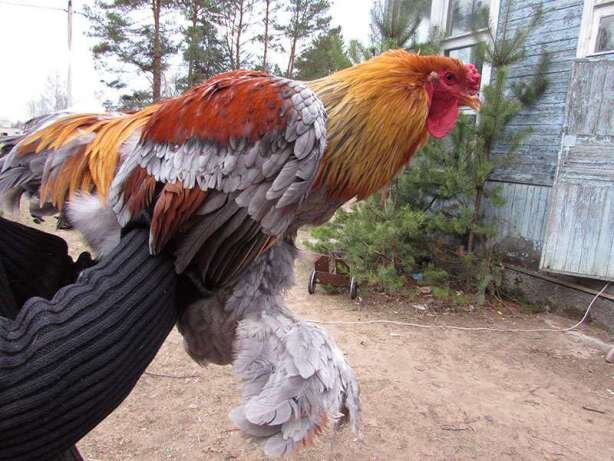                                                                                Лучше приобретать кур у заводчика 
