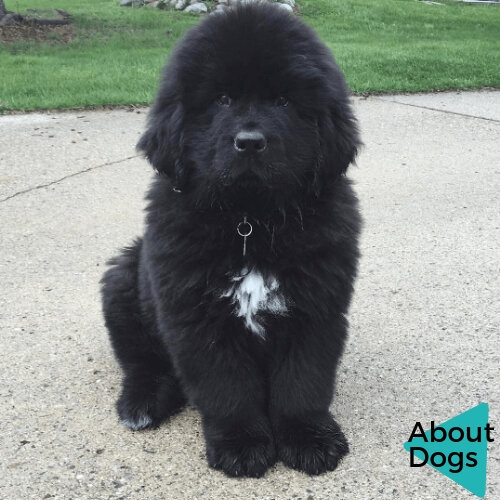 Щенок Ньюфаундленда