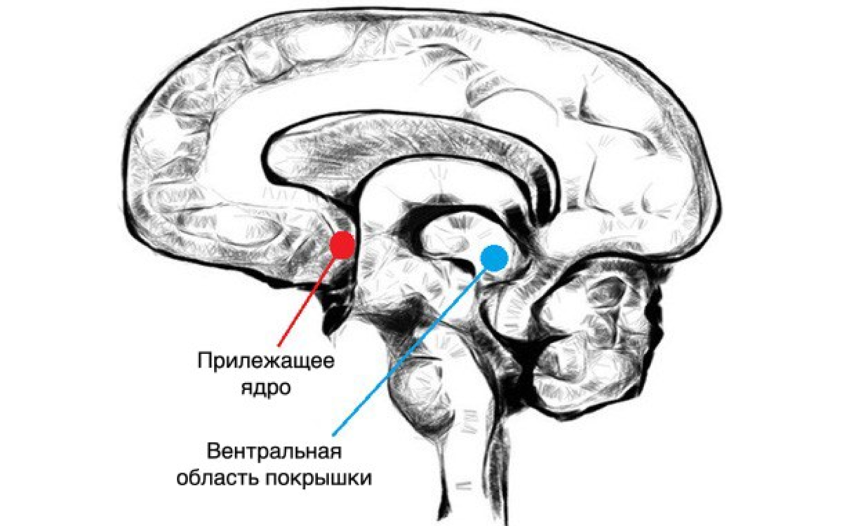 Музыка активирует части мозга, которые отвечают за мотивацию, получение удовольствия и формирование зависимостей.