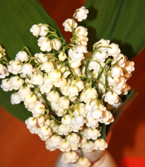 "День ландыша" - занятия с детьми от 1,5-2 лет и старше