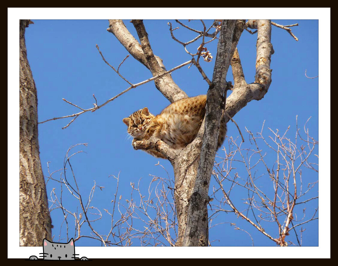 Неделя большими кошками. Амурский Лесной кот. Дальневосточный Амурский кот. Дальневосточный Лесной кот Уссурийского заповедника. Уссурийский Амурский Лесной кот.