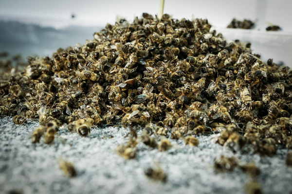 Пчелиный подмор при простатите и аденоме