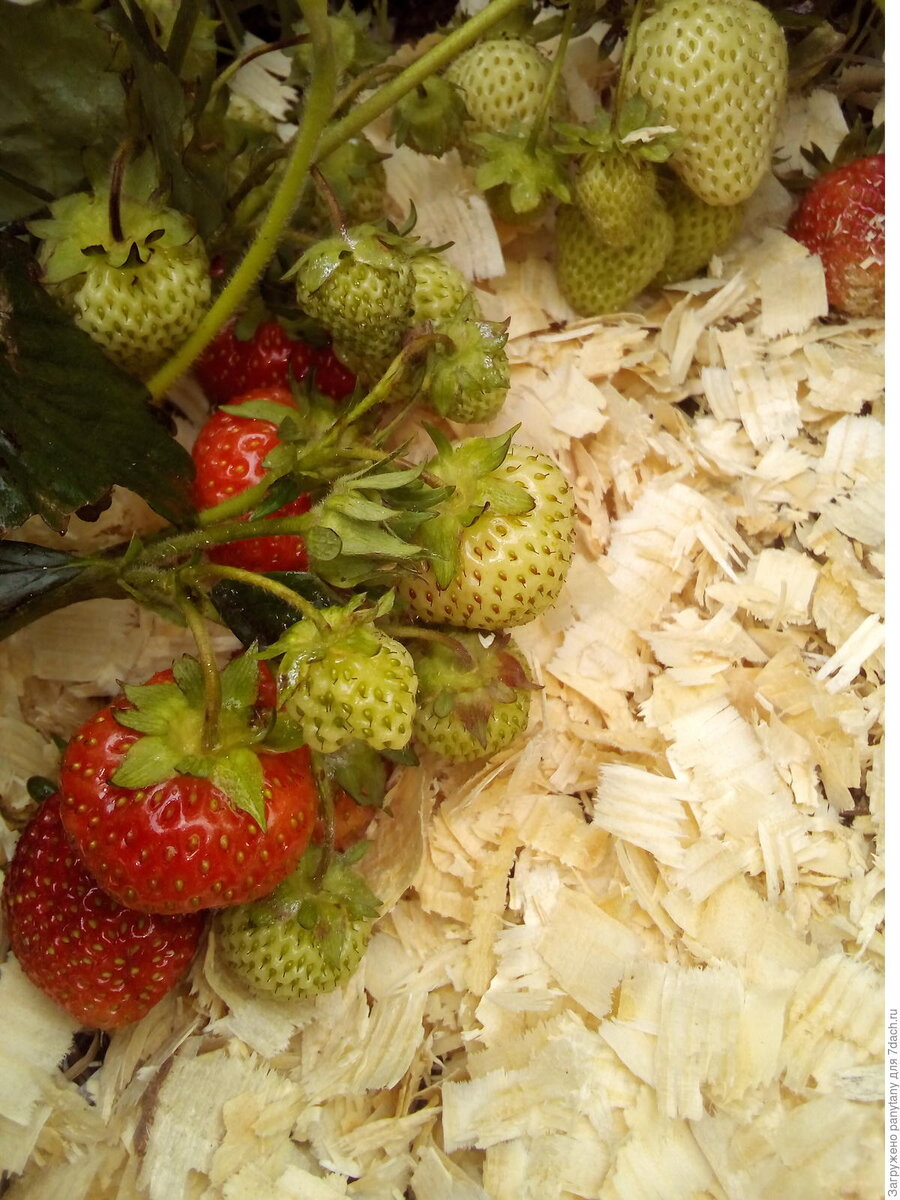 Фото с сайта: https://7dach.ru