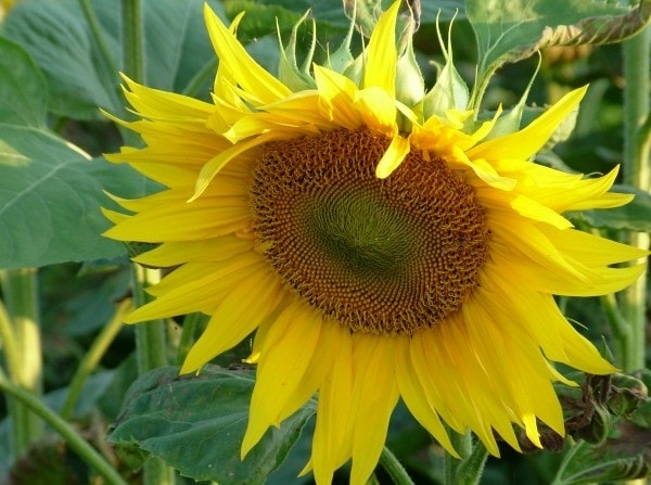 А этот скромный, поэтому на всех тусовках залипает в пол.