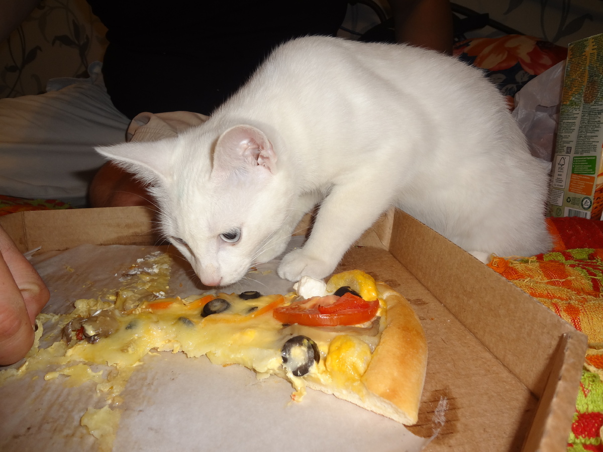 Кстати, Стефан Котейко был гурманом. Любил пиццу. Почему-то вегетарианскую.