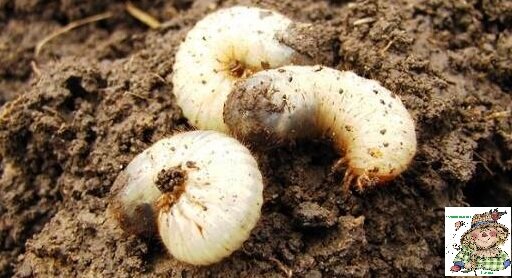 Тех вредителей, которых заметили - уничтожаем, а остальных добьет мороз.