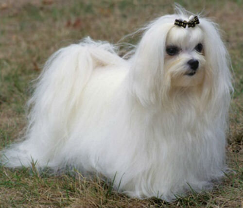 Длинношерстные собаки: