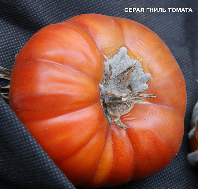 Серая гниль на томатах. Botrytis cinerea томата. Серая гниль томатов ботритис. Серая гниль на помидорах.