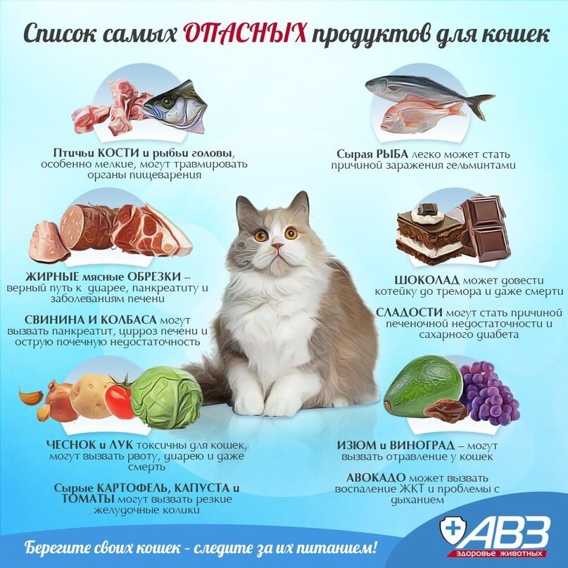 Понос у котенка - что делать и как лечить диарею у котенка в домашних условиях