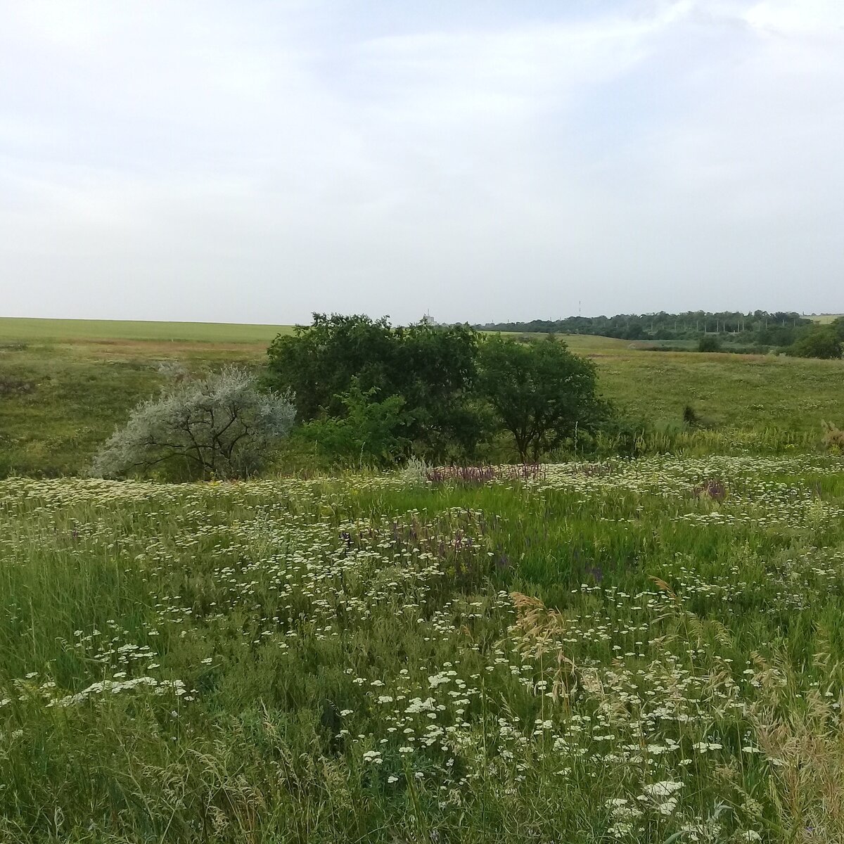 Фото автора Трасса проходит мимо живописных полей. Ростовская область.