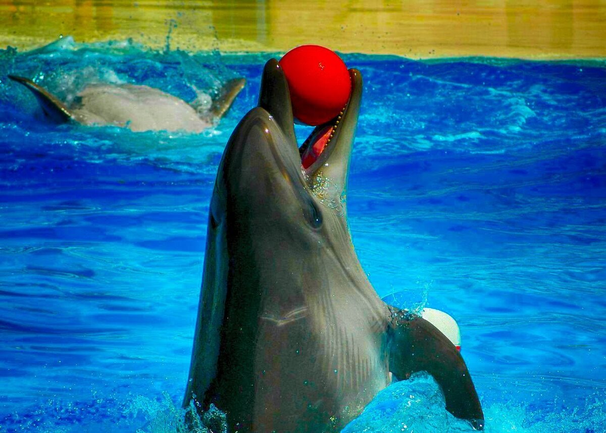 Дельфинарий в Адлере "Акватория" 