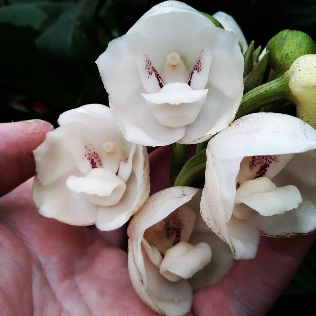 Цветки потрясающей красоты до 5 см , на ножке примерно 4 см, заглядываю внутрь цветка вы увидите миниатюрную фигурку голубя , с крыльями, клювом, головкой и хвостом..Цветет Орхидея достаточно редко, но я, думаю, есть много причин, чтобы это великолепный цветок был у вас дома.. 