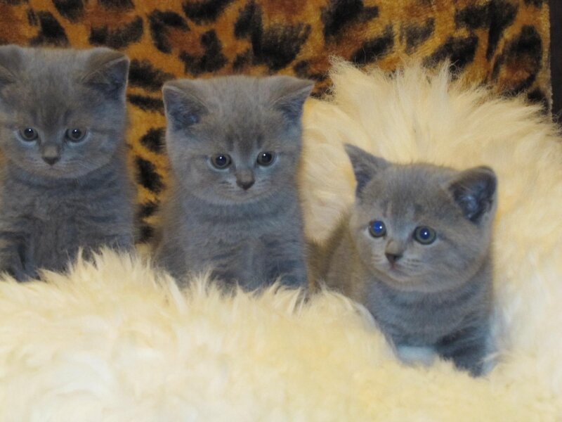 Уход за Шотландскими вислоухими и Британскими короткошерстными котятами 