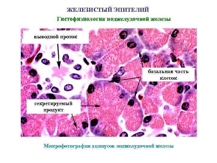 Эпителий печени и поджелудочной железы. Железистый эпителий гистология строение. Железистый эпителий (срез щитовидной железы).. Апокриновый железистый эпителий. Железистый эпителий микрофотография.