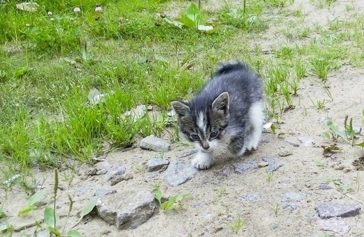 Источник картинки: https://ribalych.ru/2015/08/26/seryj-polxvosta/