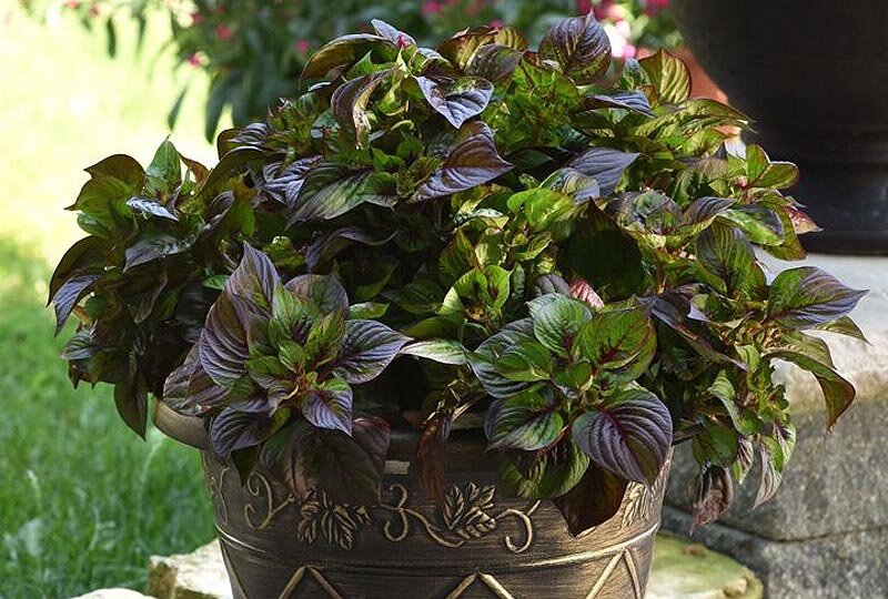 Целозия серебристая ‘Sol Gekko Green’, фото www.fleuroselect.com