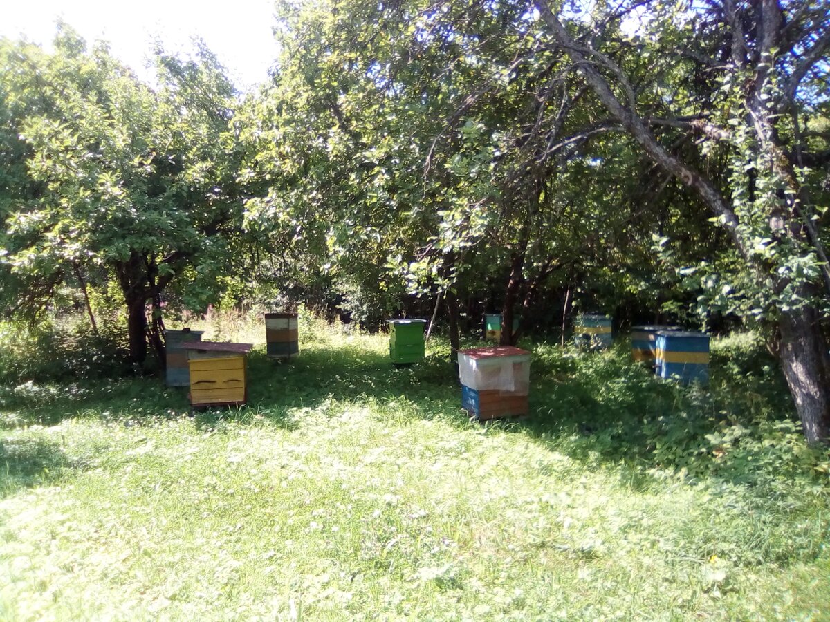 наша пасека