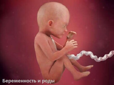 23-я неделя
